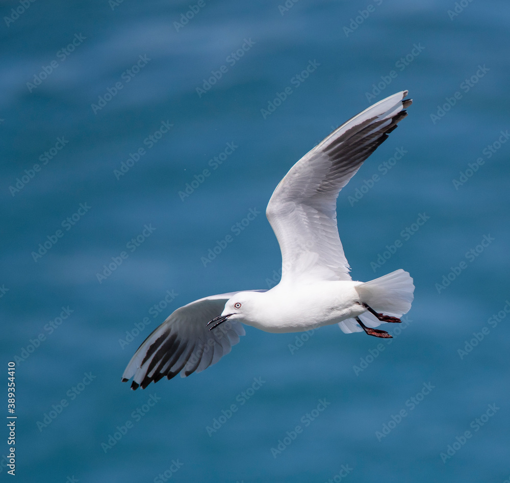 Obraz premium Black-billed Gull (Chroicocephalus bulleri)