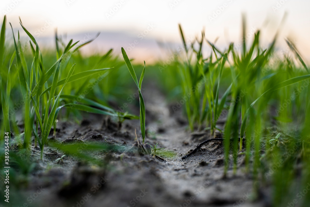 Close up young green wheat seedlings growing in a soil on a field in a sunset. Close up on sprouting rye agriculture on a field in sunset. Sprouts of rye. Wheat grows in chernozem planted in autumn. Close up young green wheat seedlings growing in a soil on a field in a sunset. Close up on sprouting rye agriculture on a field in sunset. Sprouts of rye. Wheat grows in chernozem planted in autumn.