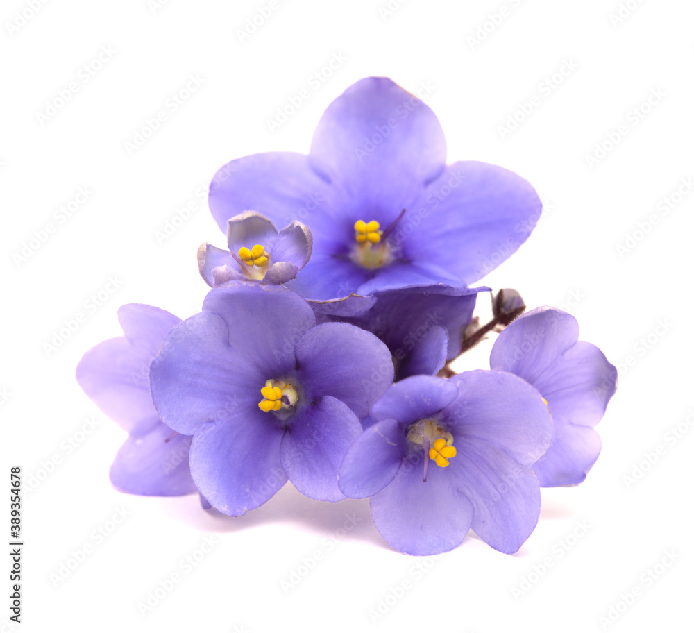 Blue african violet isolated on white background1 Blue african violet isolated on white background1