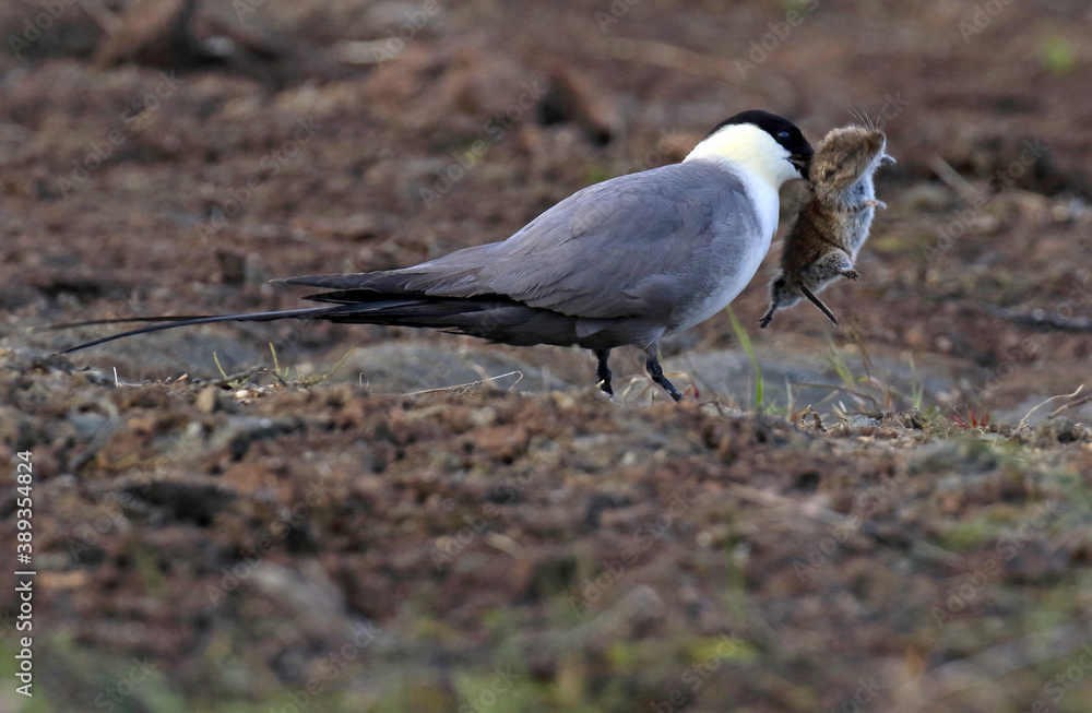 Long-tailed Jaeger, Stercorarius longicaudus Long-tailed Jaeger, Stercorarius longicaudus