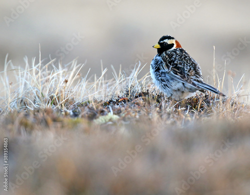 Lapland Bunting, Calcarius lapponicus alascensis photo