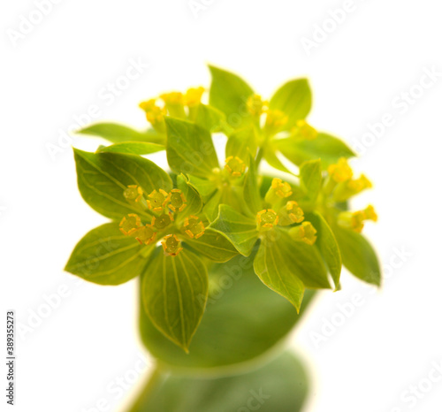 Bupleurum rotundifolium, hare's ear or hound's ear plant branch isolated on white background photo