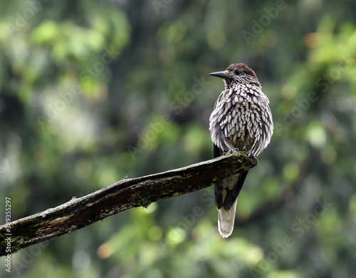 Large-spotted Nutcracker, Nucifraga multipunctata photo