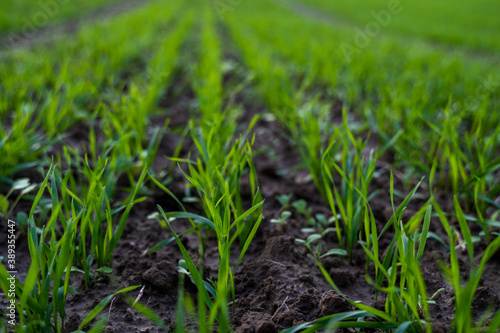 Close up young green wheat seedlings growing in a soil on a field in a sunset. Close up on sprouting rye agriculture on a field in sunset. Sprouts of rye. Wheat grows in chernozem planted in autumn.