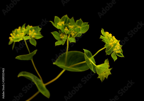 Bupleurum rotundifolium, hare's ear or hound's ear plant branch isolated on black background photo