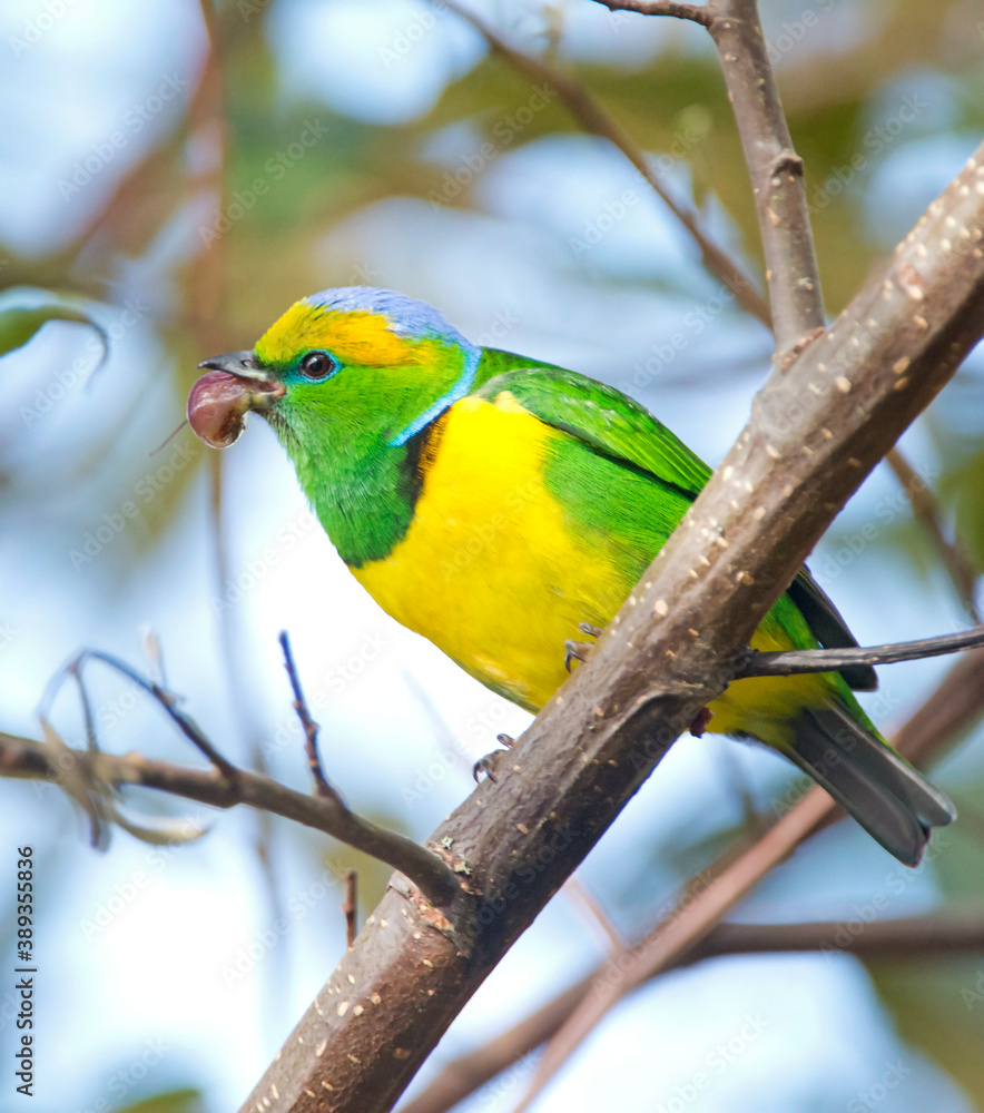 Golden-browed Chlorophonia, Chlorophonia callophrys Golden-browed Chlorophonia, Chlorophonia callophrys