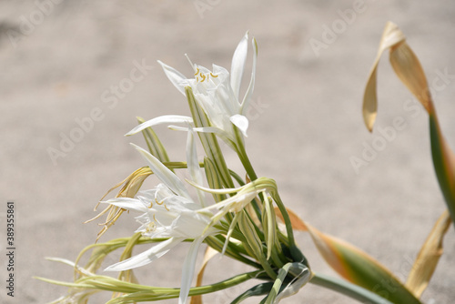 Wallpaper Mural White, wild tulips in Crete Torontodigital.ca