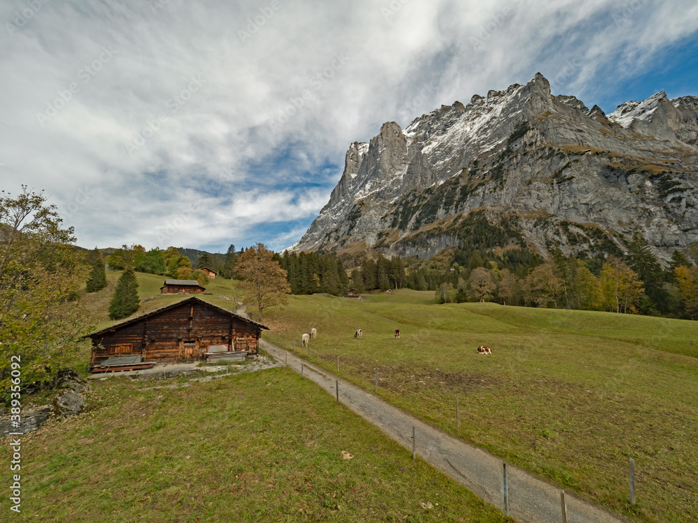 Wetterhorn with alpine hut and grazing cows