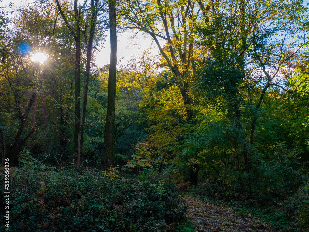 Soleil perçant les arbres aux couleurs automnales en forêt Soleil perçant les arbres aux couleurs automnales en forêt