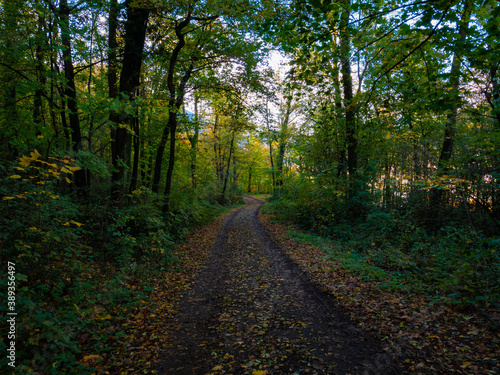 Piste en terre en pleine forêt recouverte par les feuilles d'automne
