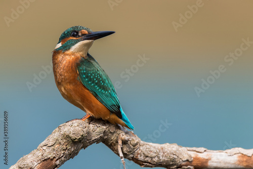 Canvas-taulu Common kingfisher (Alcedo atthis) male on a branch