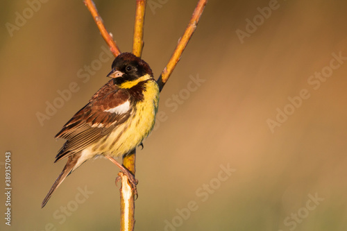 Yellow-breasted Bunting, Emberiza aureola aureola photo