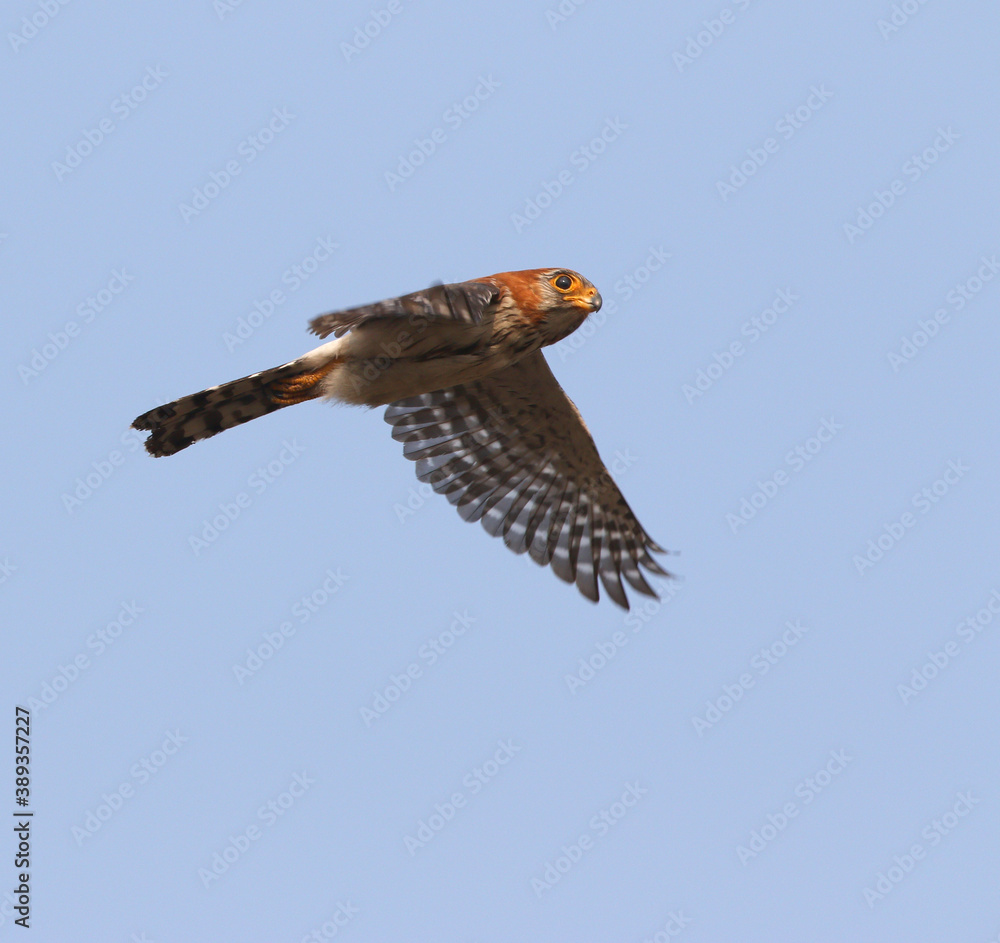 Fototapeta premium White-rumped Falcon, Polihierax insignis