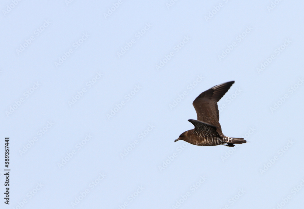 Obraz premium Long-tailed Skua, Stercorarius longicaudus