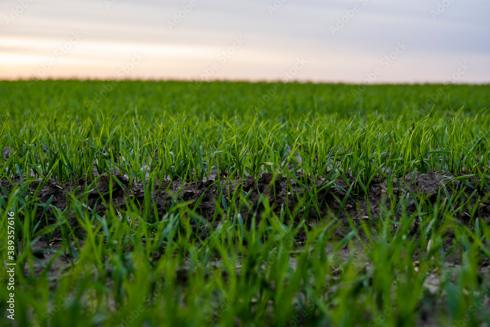 Close up young wheat seedlings growing in a field. Green wheat growing in soil. Close up on sprouting rye agriculture on a field in sunset. Sprouts of rye. Wheat grows in chernozem planted in autumn. Close up young wheat seedlings growing in a field. Green wheat growing in soil. Close up on sprouting rye agriculture on a field in sunset. Sprouts of rye. Wheat grows in chernozem planted in autumn.