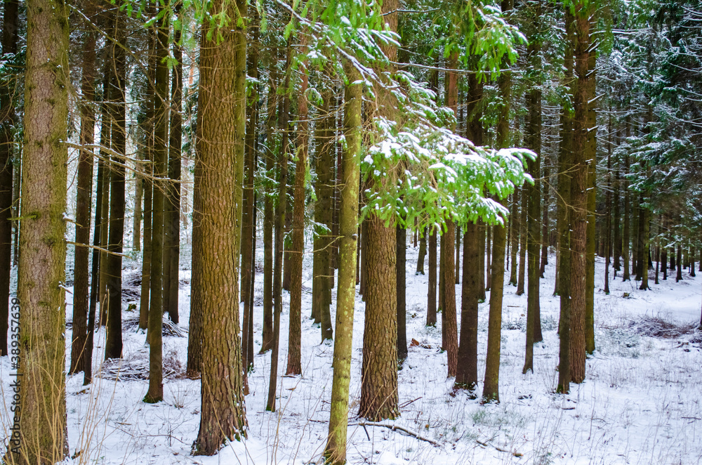 Naklejka premium the first snow in the forest