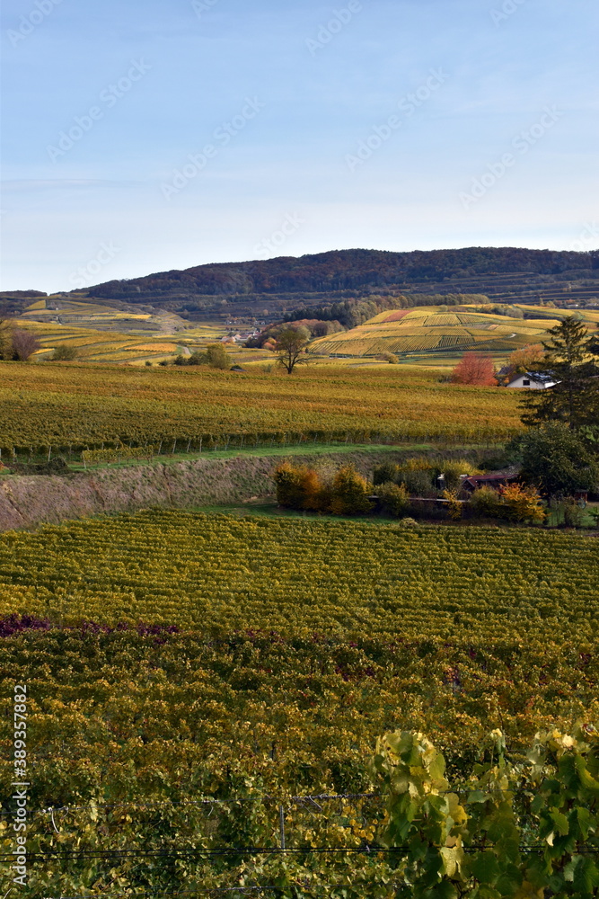 Herbstlandschaft in Burkheim am Kaiserstuhl