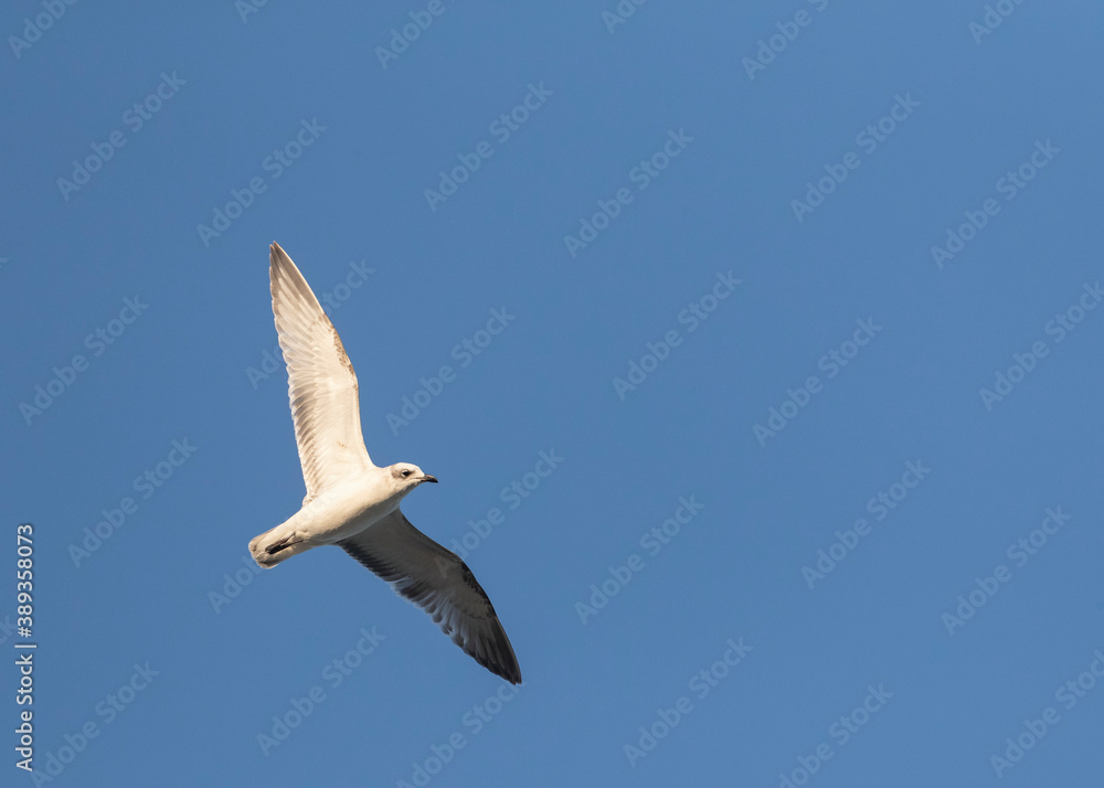 Obraz premium Mediterranean Gull, Ichthyaetus melanocephalus
