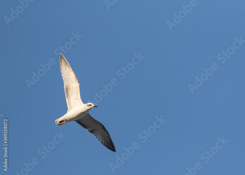 Mediterranean Gull, Ichthyaetus melanocephalus