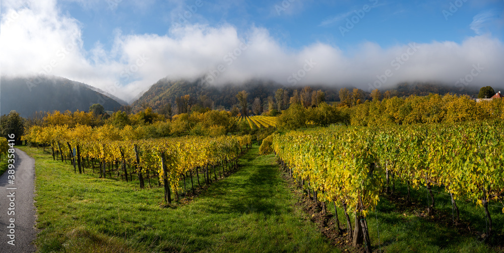 Wachauer Weingartenpanorama im Herbst