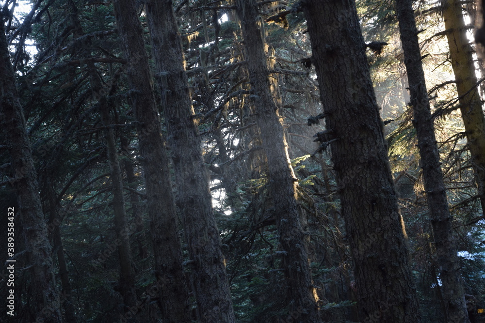 Obraz premium forest in the morning