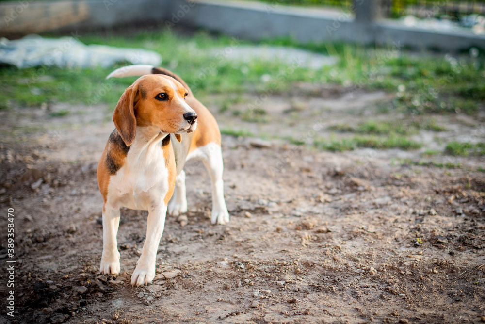 dog of breed of beagle on a natural green background