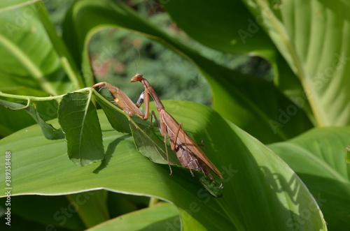 Praying Mantis (Mantis religiosa) Mante religieuse