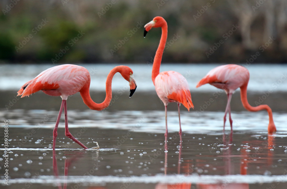 Galapagos Flamingo, Phoenicopterus ruber glyphorhynchus Galapagos Flamingo, Phoenicopterus ruber glyphorhynchus