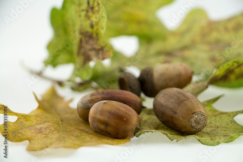 Studio shot of oak nut photo