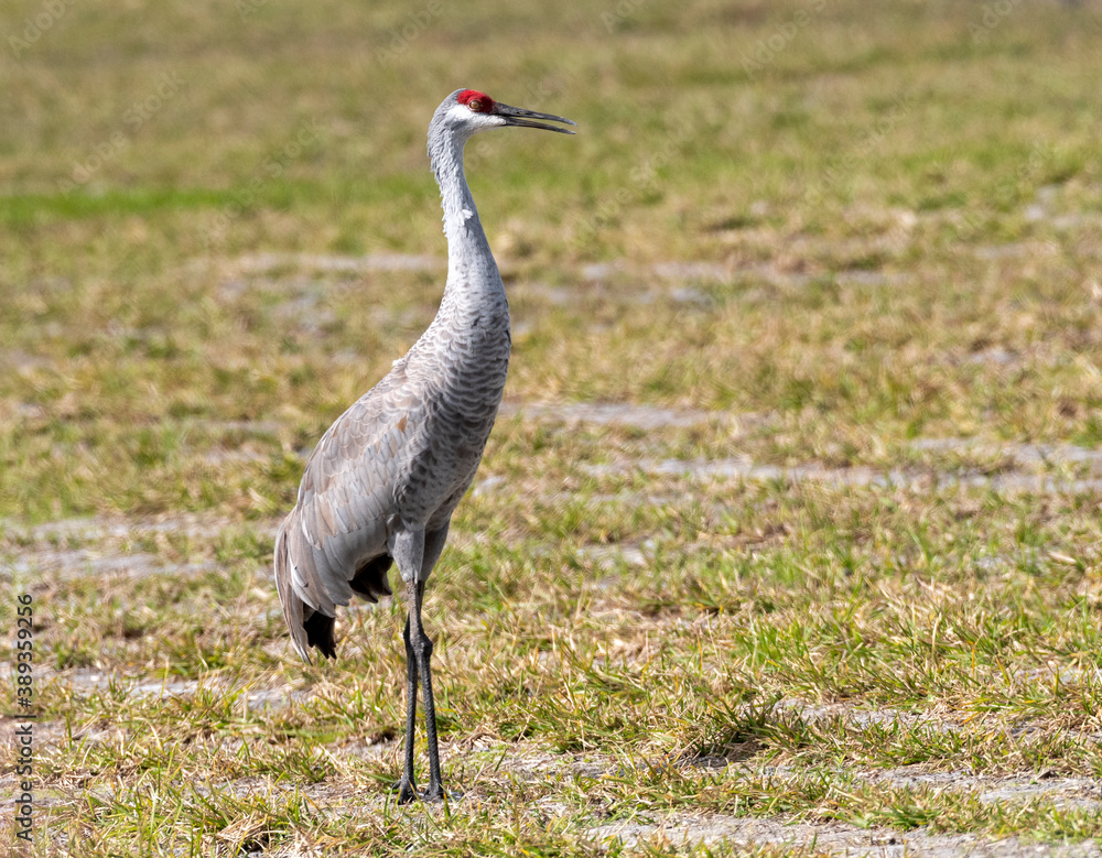 Obraz premium Sandhill Crane