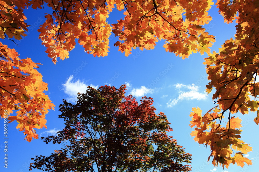 Autumn tree on the blue sky background Autumn tree on the blue sky background