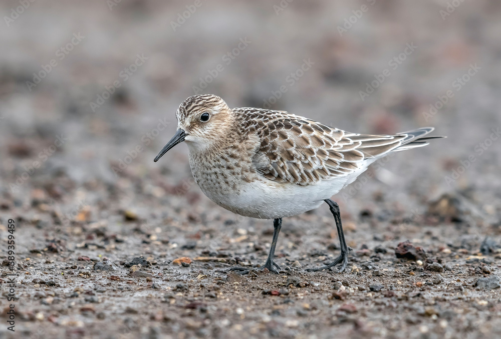 Baird's Sandpiper, Calidris bairdii Baird's Sandpiper, Calidris bairdii