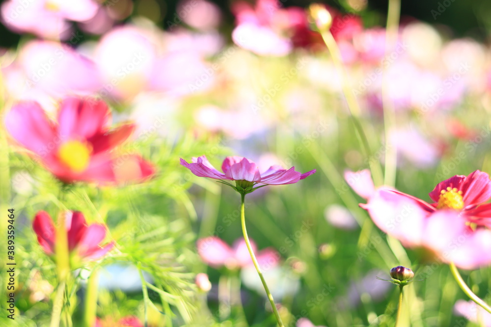 Fototapeta premium コスモス