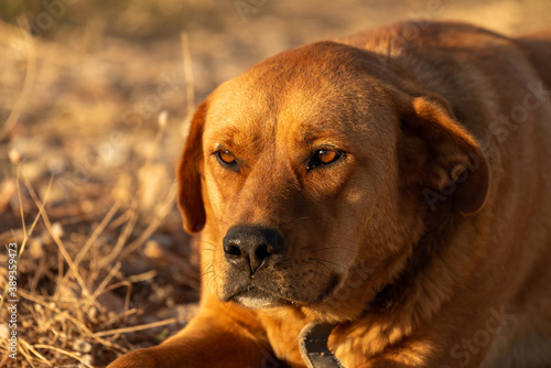 Labrador ao sol