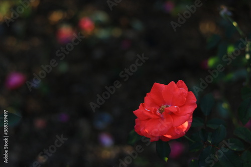 the rose in the dark