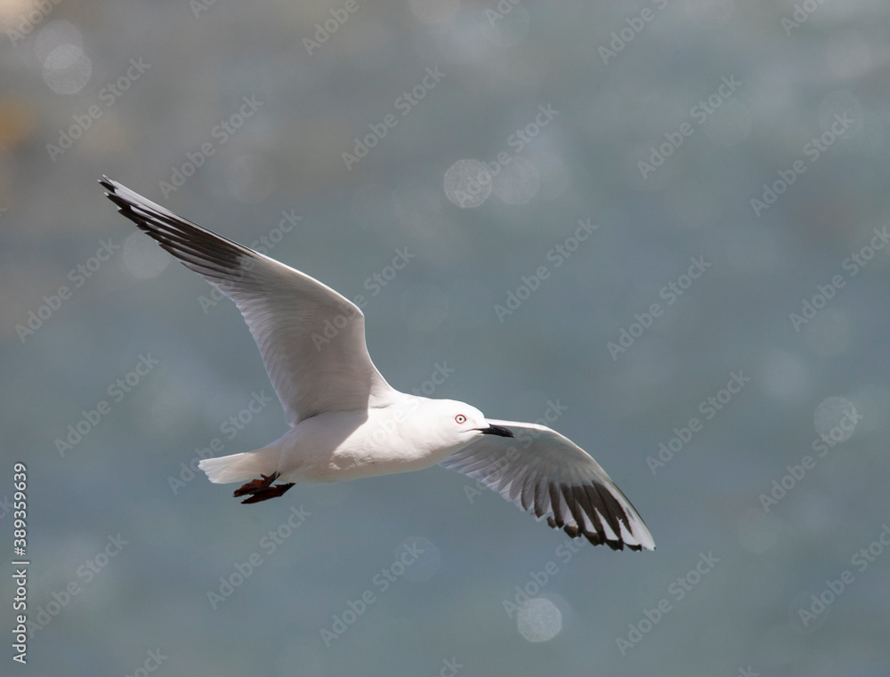 Black-billed Gull (Chroicocephalus bulleri) Black-billed Gull (Chroicocephalus bulleri)