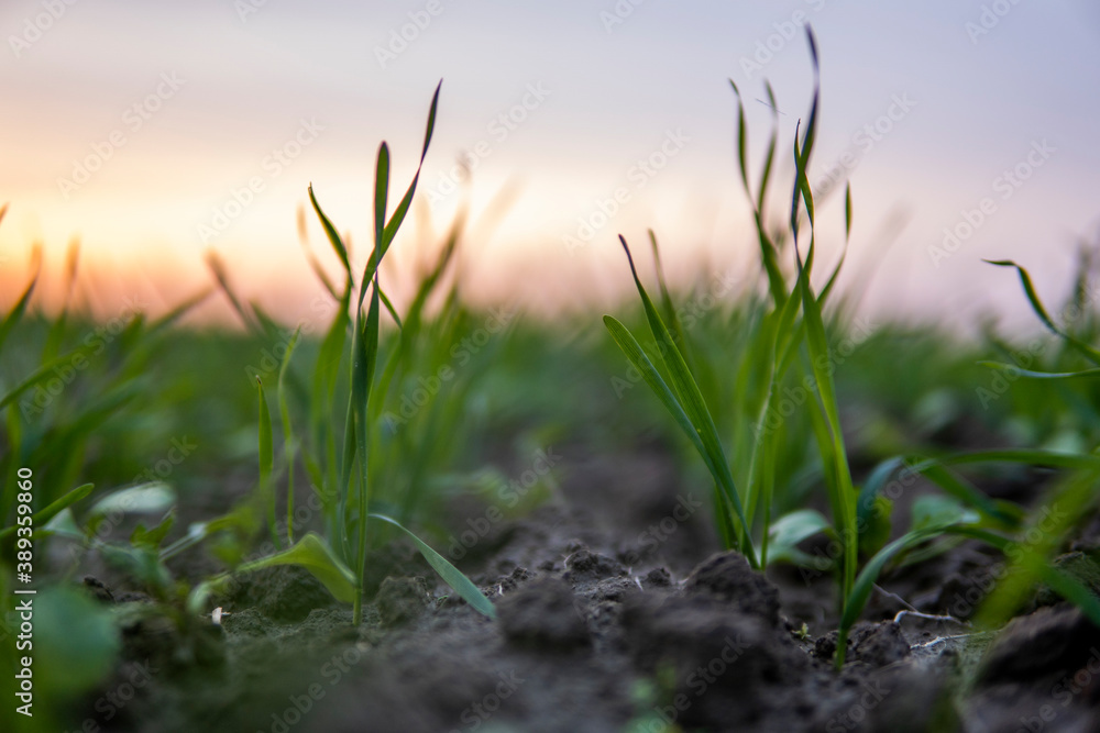 Fototapeta premium Close up young green wheat seedlings growing in a soil on a field in a sunset. Close up on sprouting rye agriculture on a field in sunset. Sprouts of rye. Wheat grows in chernozem planted in autumn.