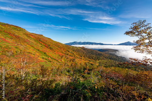北海道・大雪山系の赤岳で見た、色鮮やかな銀泉台の紅葉と青空、迫り来る雲海