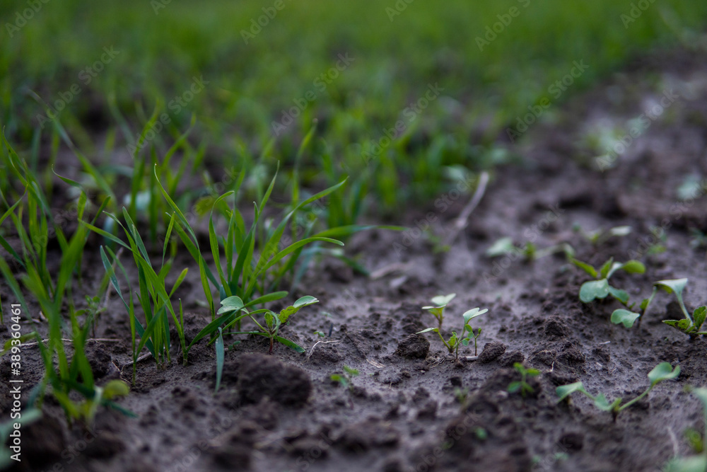 Close up young wheat seedlings growing in a field. Green wheat growing in soil. Close up on sprouting rye agriculture on a field in sunset. Sprouts of rye. Wheat grows in chernozem planted in autumn. Close up young wheat seedlings growing in a field. Green wheat growing in soil. Close up on sprouting rye agriculture on a field in sunset. Sprouts of rye. Wheat grows in chernozem planted in autumn.