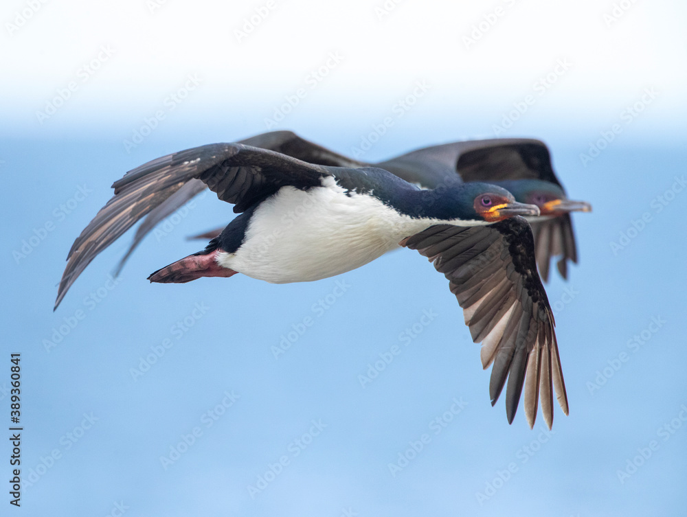 Auckland Islands Shag, Leucocarbo colensoi Auckland Islands Shag, Leucocarbo colensoi