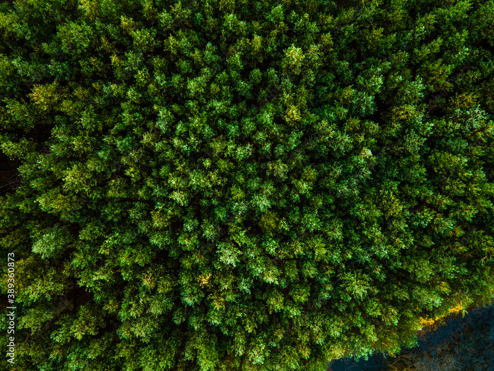 Spruce Tree Forest Aerial Drone View. Top Down