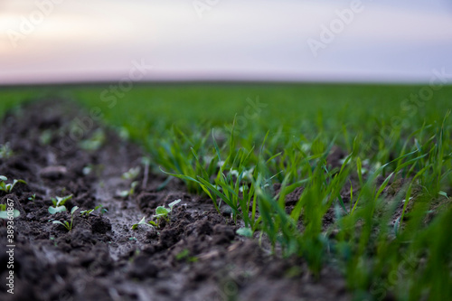 Close up young green wheat seedlings growing in a soil on a field in a sunset. Close up on sprouting rye agriculture on a field in sunset. Sprouts of rye. Wheat grows in chernozem planted in autumn.