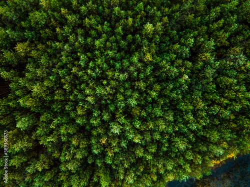 Spruce Tree Forest Aerial Drone View. Top Down