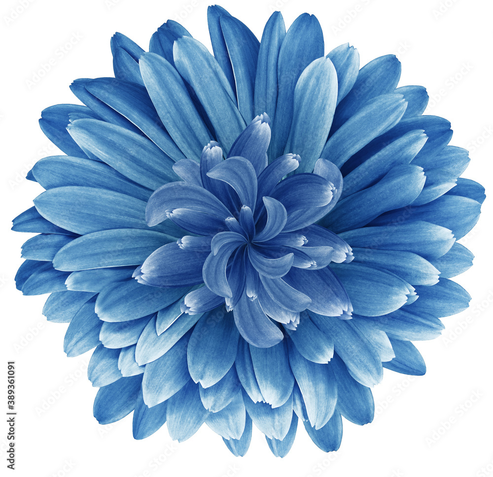 Blue  daisy flower  isolated on  a white background. No shadows with clipping path. Close-up. Nature.