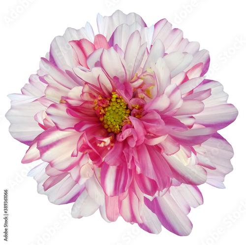 daisy flower white-pink. Flower isolated on a white background. No shadows with clipping path. Close-up. Nature.