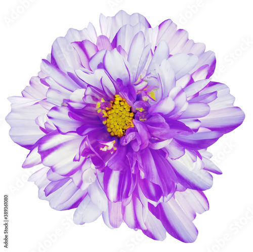 daisy flower white-purple. Flower isolated on a white background.  Close-up. Nature. © nadezhda F