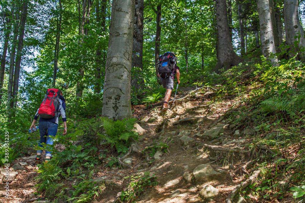 piesze wycieczki, bory, chodzenie, wycieczka, góra, iść, piechur, szlak, droga, podróż, przygoda, góra, treking, krajobraz, lato piesze wycieczki, bory, chodzenie, wycieczka, góra, iść, piechur, szlak, droga, podróż, przygoda, góra, treking, krajobraz, lato