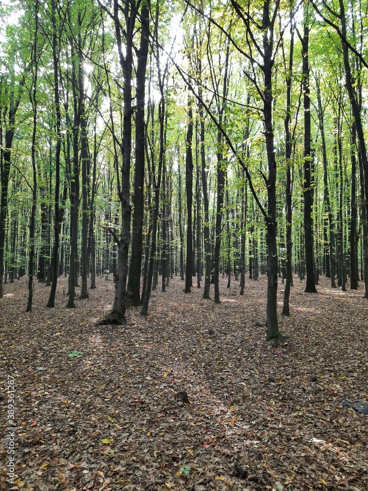 Fototapeta premium path in the forest