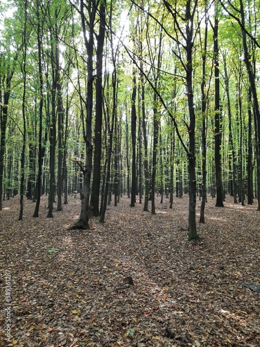 path in the forest