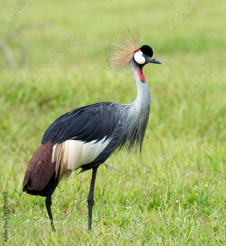 Grey Crowned Crane, Balearica regulorum